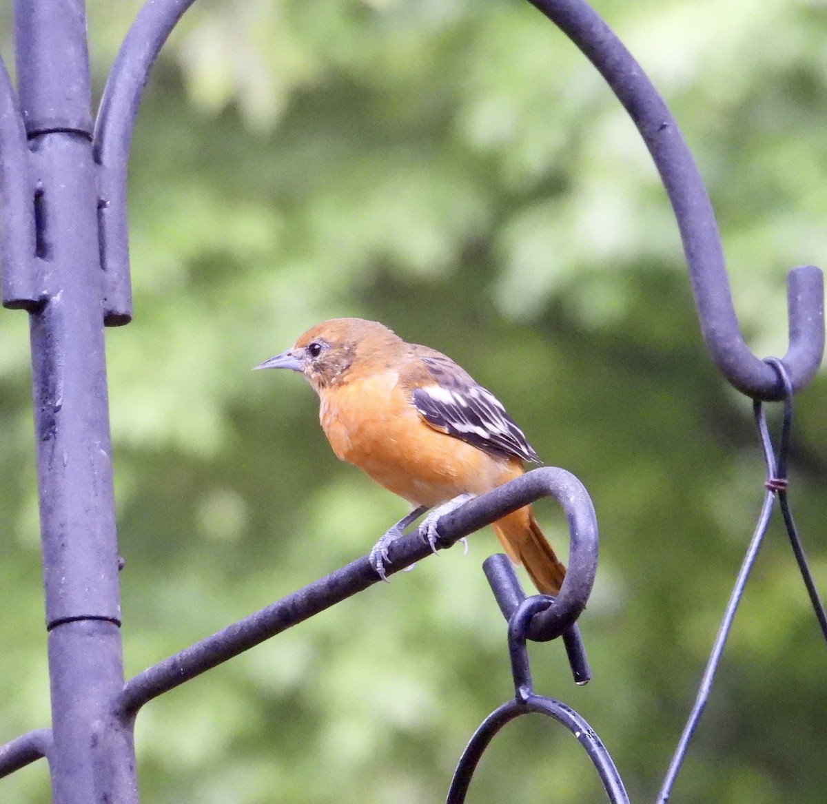 Baltimore Oriole - ML622129517