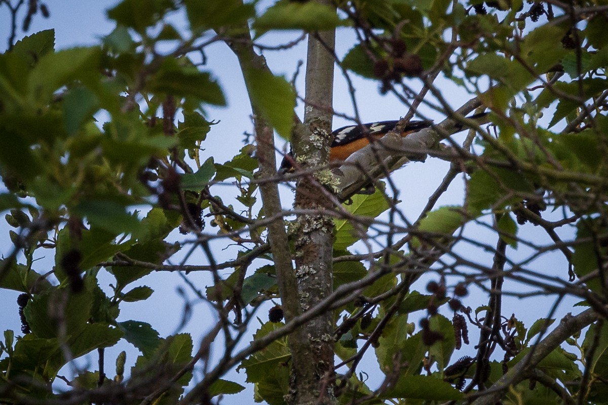 Black-headed Grosbeak - ML622129520