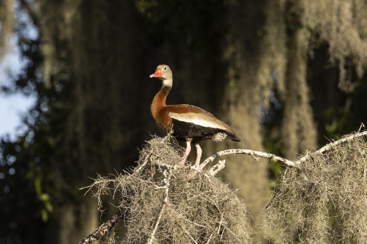 Black-bellied Whistling-Duck - ML622129521