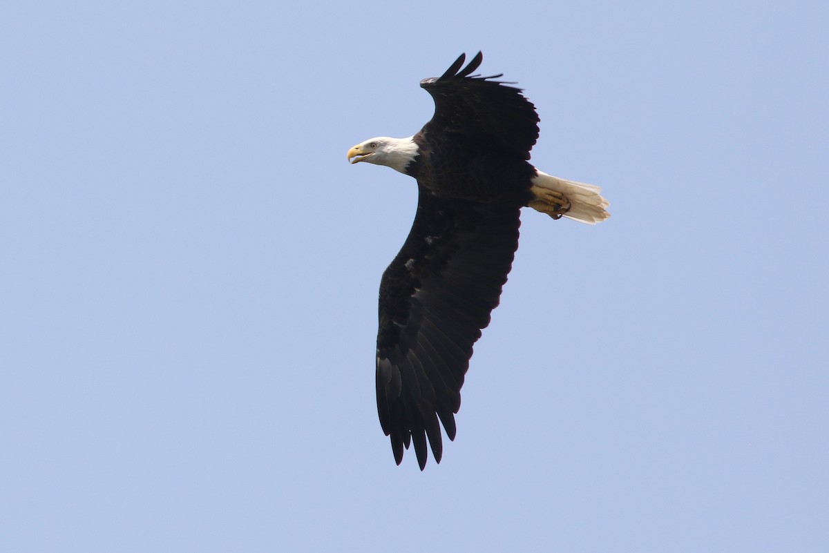 Bald Eagle - ML622129522