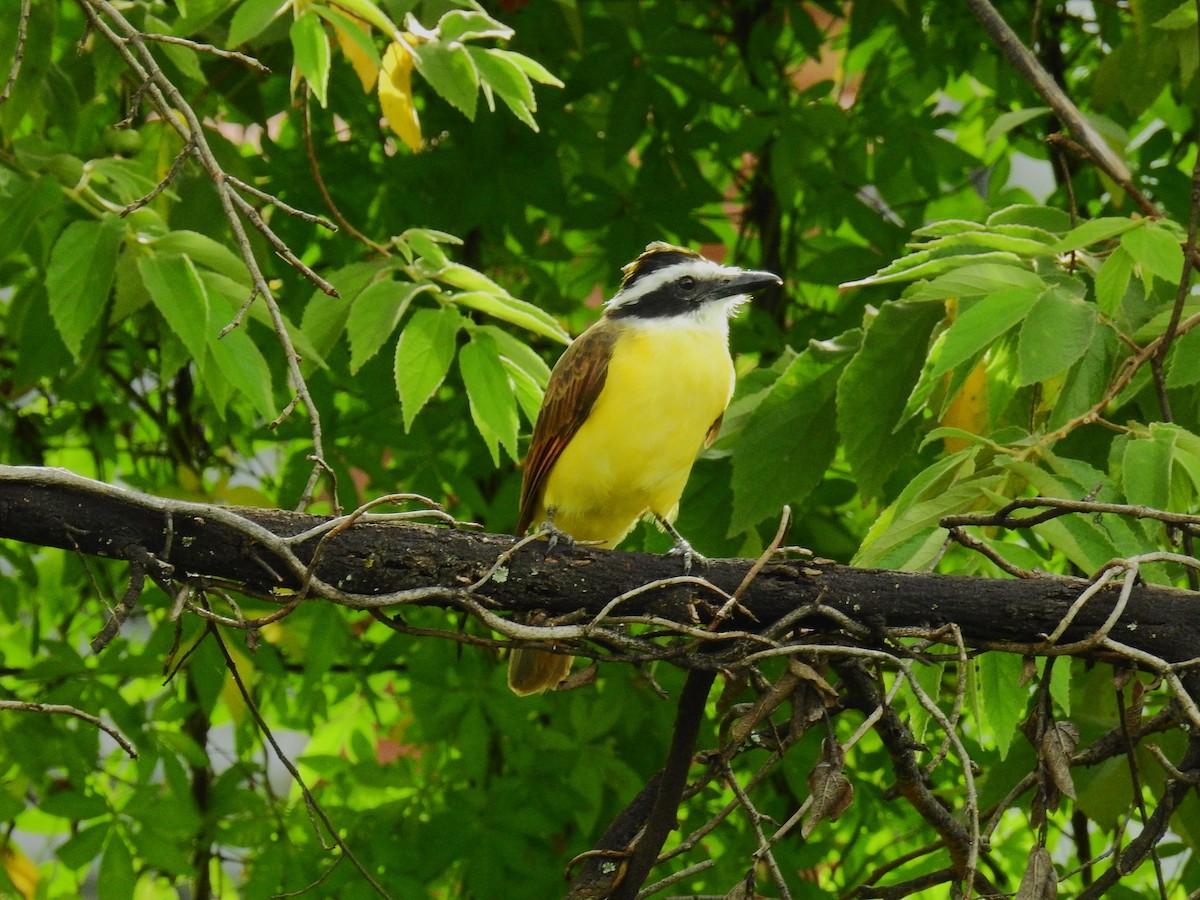 Great Kiskadee - ML622129527