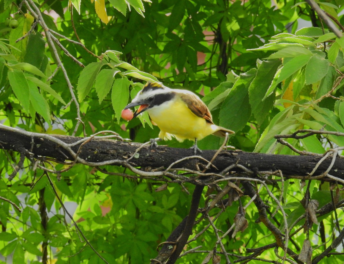 Great Kiskadee - Fernando T Rico