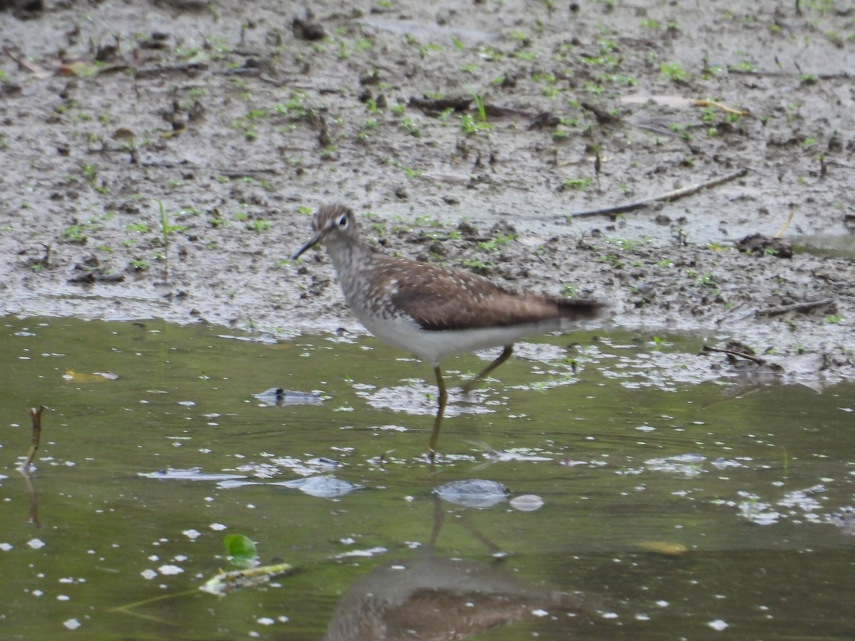 Solitary Sandpiper - ML622129529