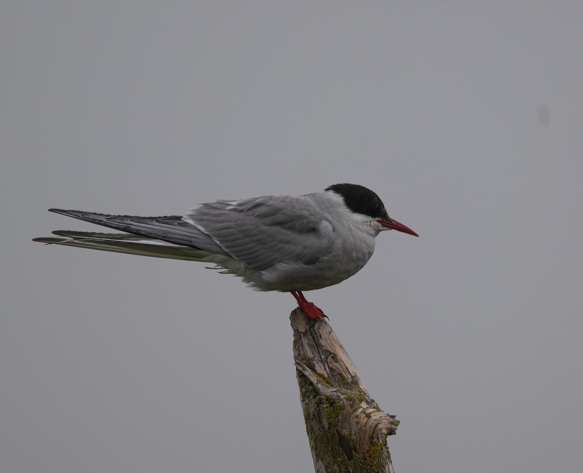 Arctic Tern - ML622129556