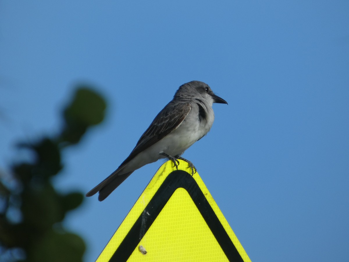 Gray Kingbird - ML622129575