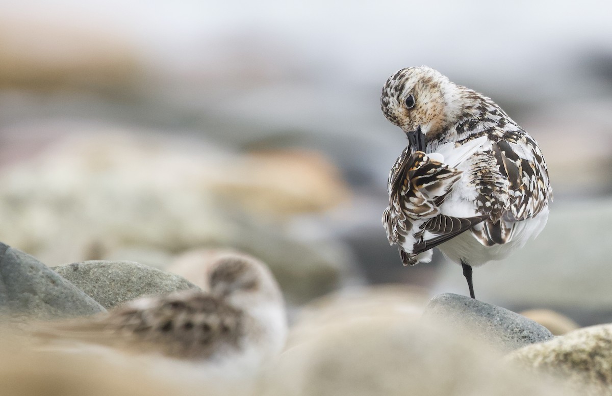 Bécasseau sanderling - ML622129581