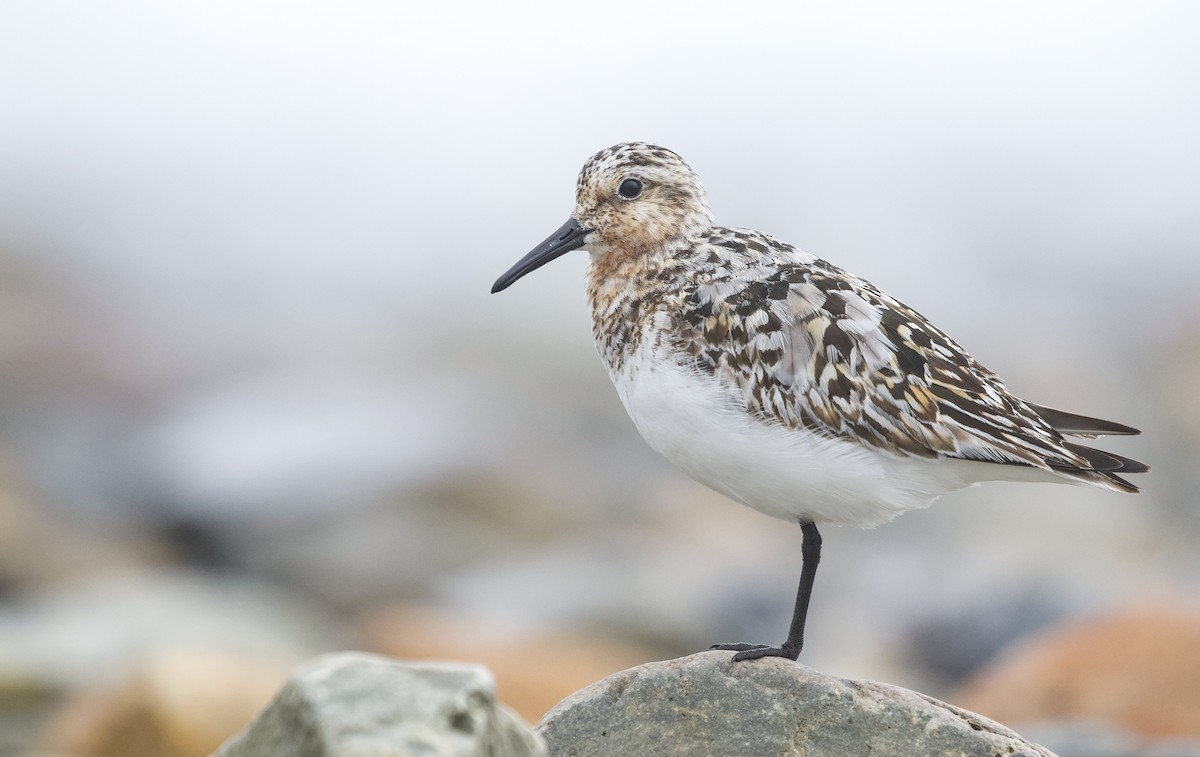 Sanderling - ML622129583