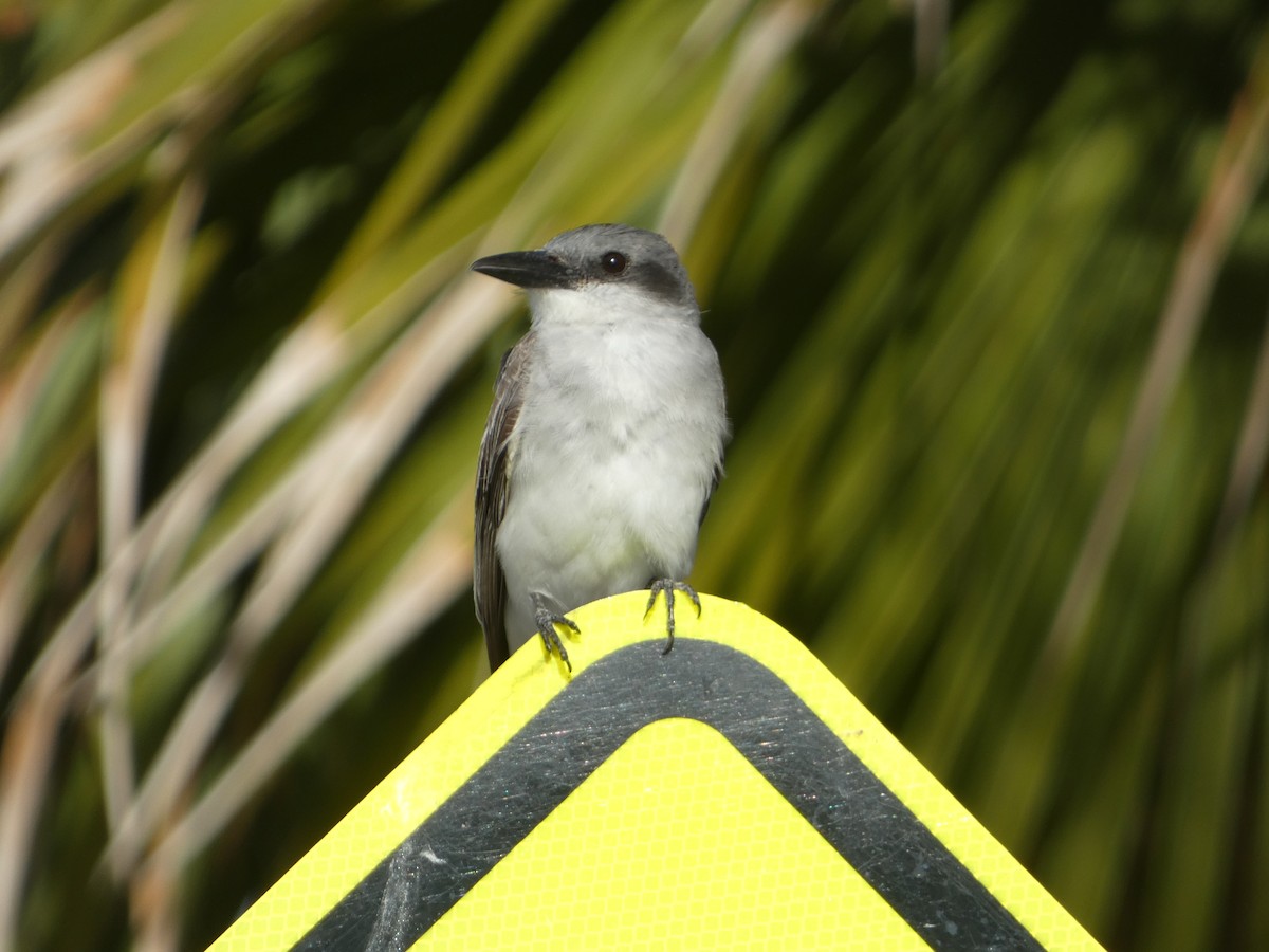 Gray Kingbird - ML622129606
