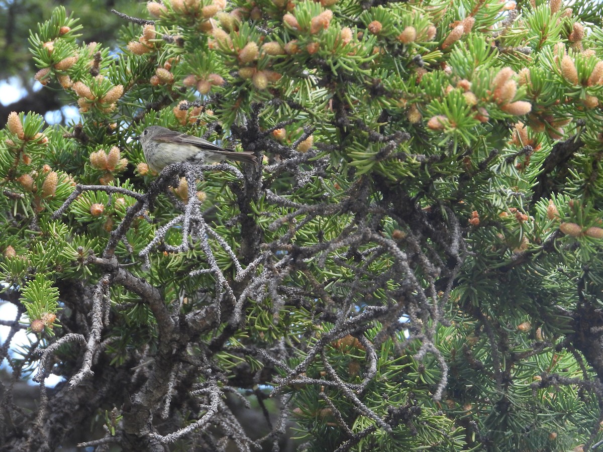 Hammond's Flycatcher - ML622129611