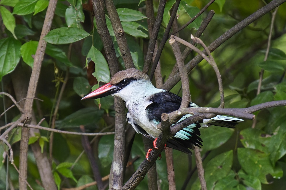 Blue-breasted Kingfisher - ML622129663