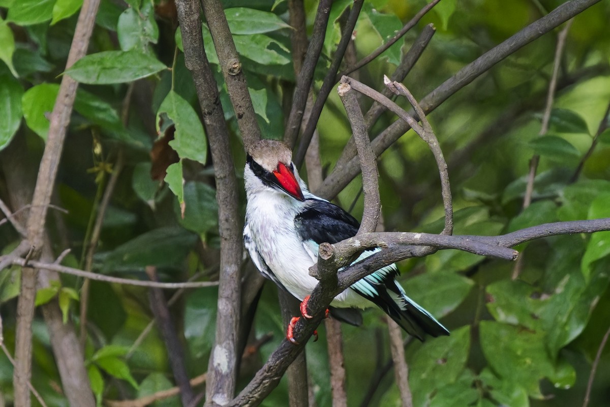 Blue-breasted Kingfisher - ML622129664