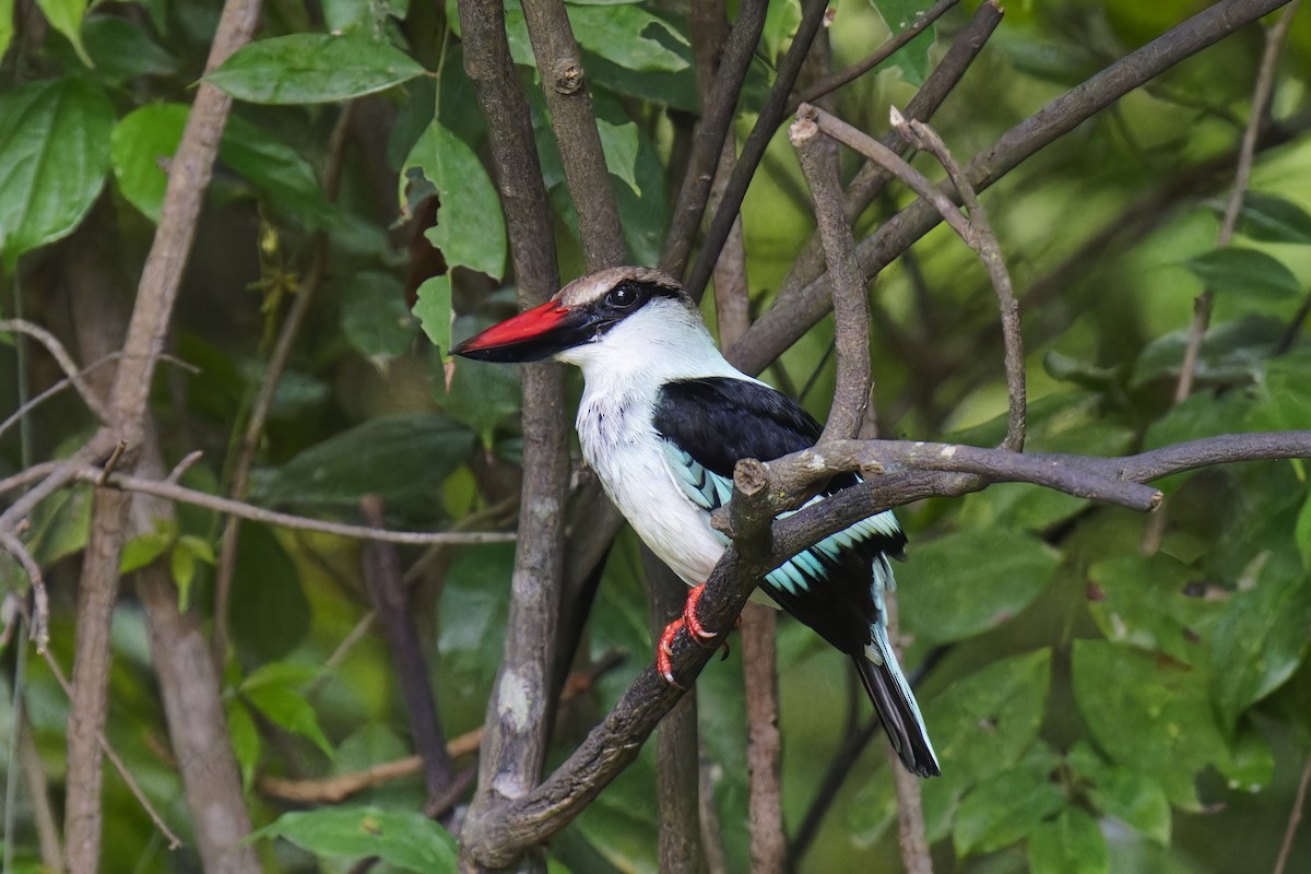 Blue-breasted Kingfisher - ML622129665