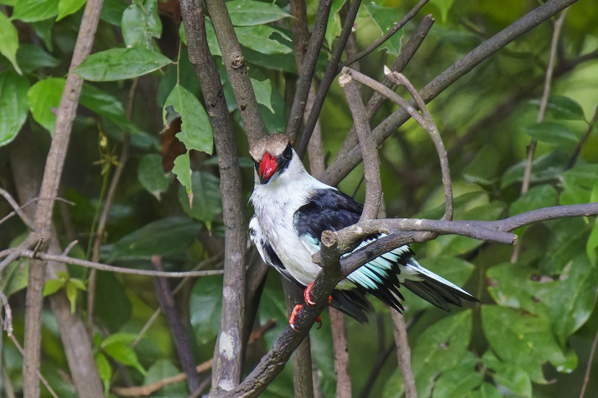 Blue-breasted Kingfisher - ML622129667