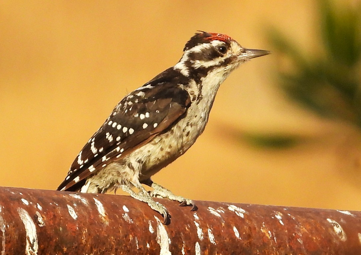 Nuttall's Woodpecker - ML622129707