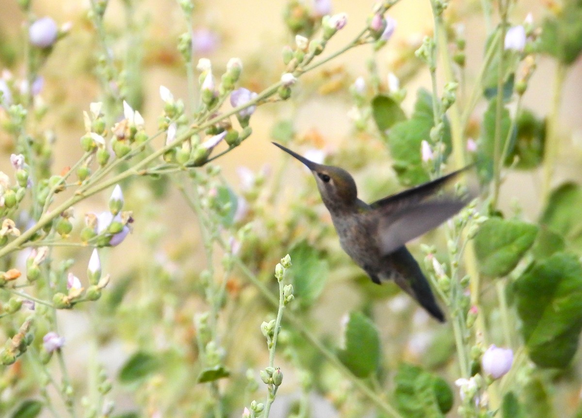 Anna's Hummingbird - ML622129712