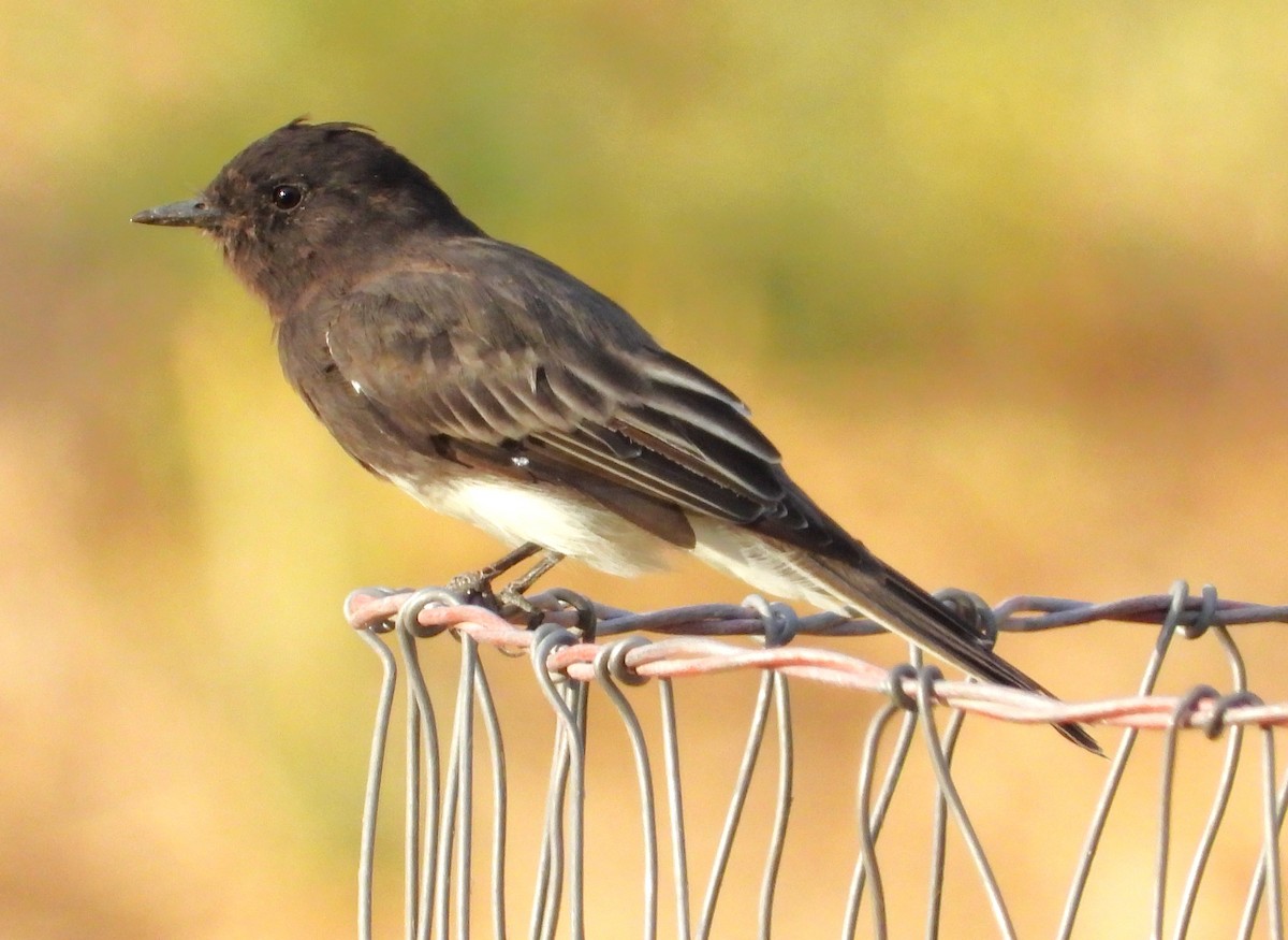 Black Phoebe - ML622129718