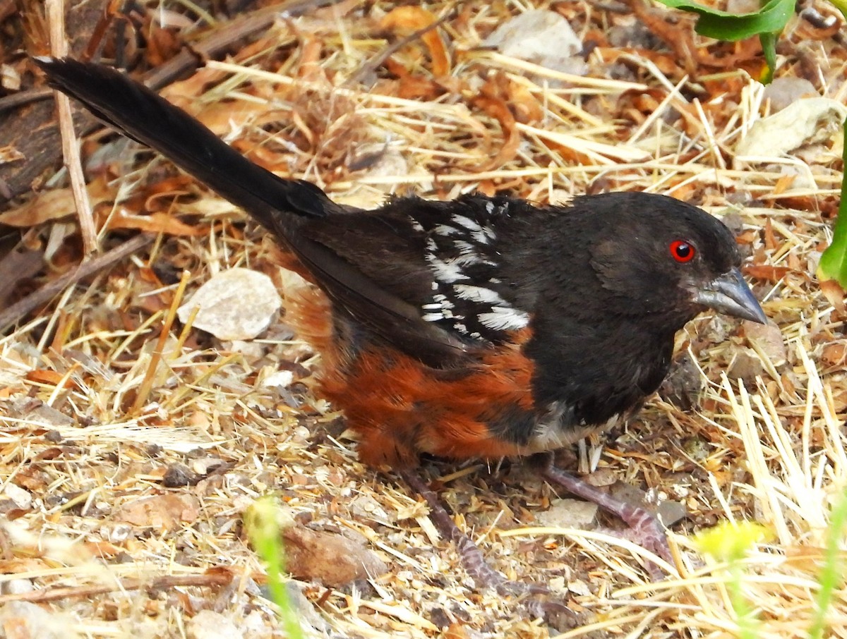 Spotted Towhee - ML622129723