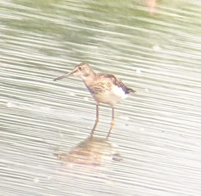 Greater Yellowlegs - ML622129724