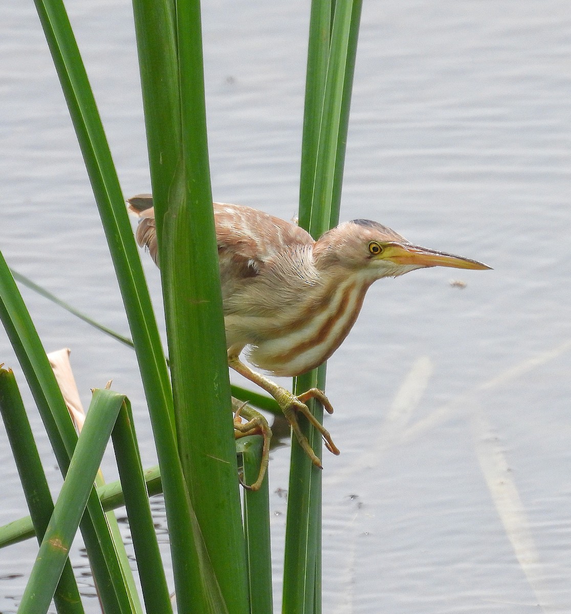 Yellow Bittern - ML622129727