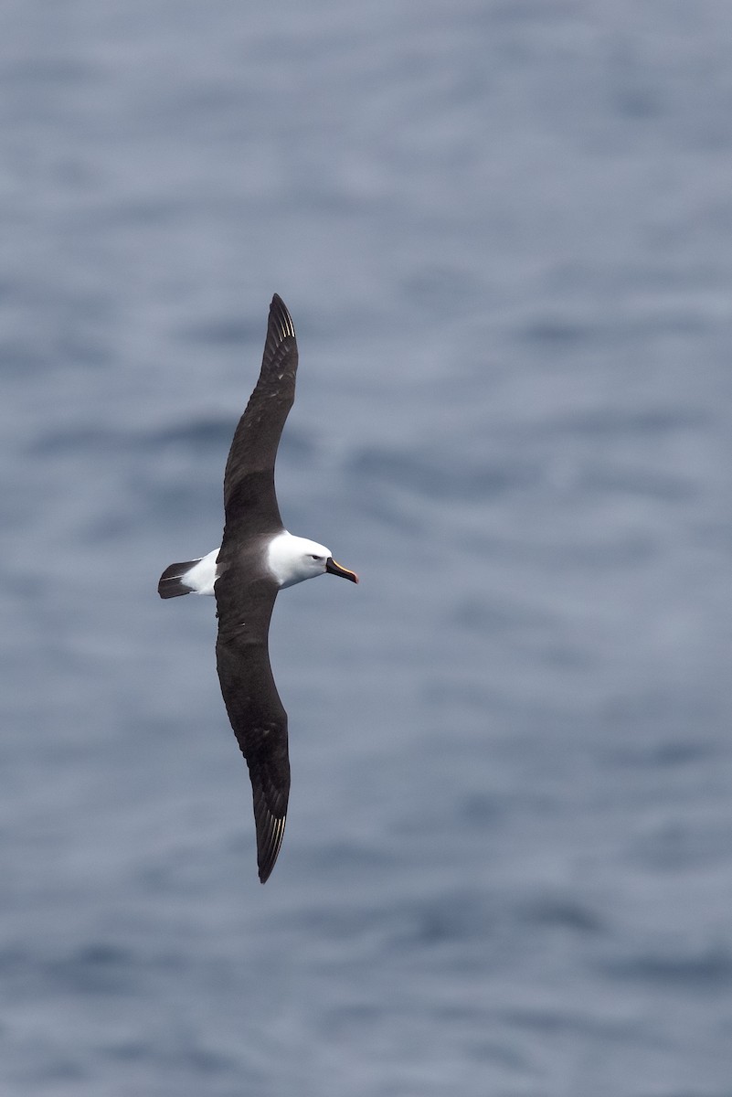 Indian Yellow-nosed Albatross - ML622129728