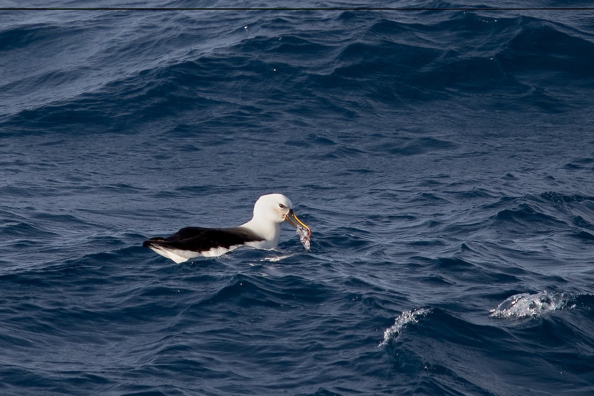 Indian Yellow-nosed Albatross - ML622129729