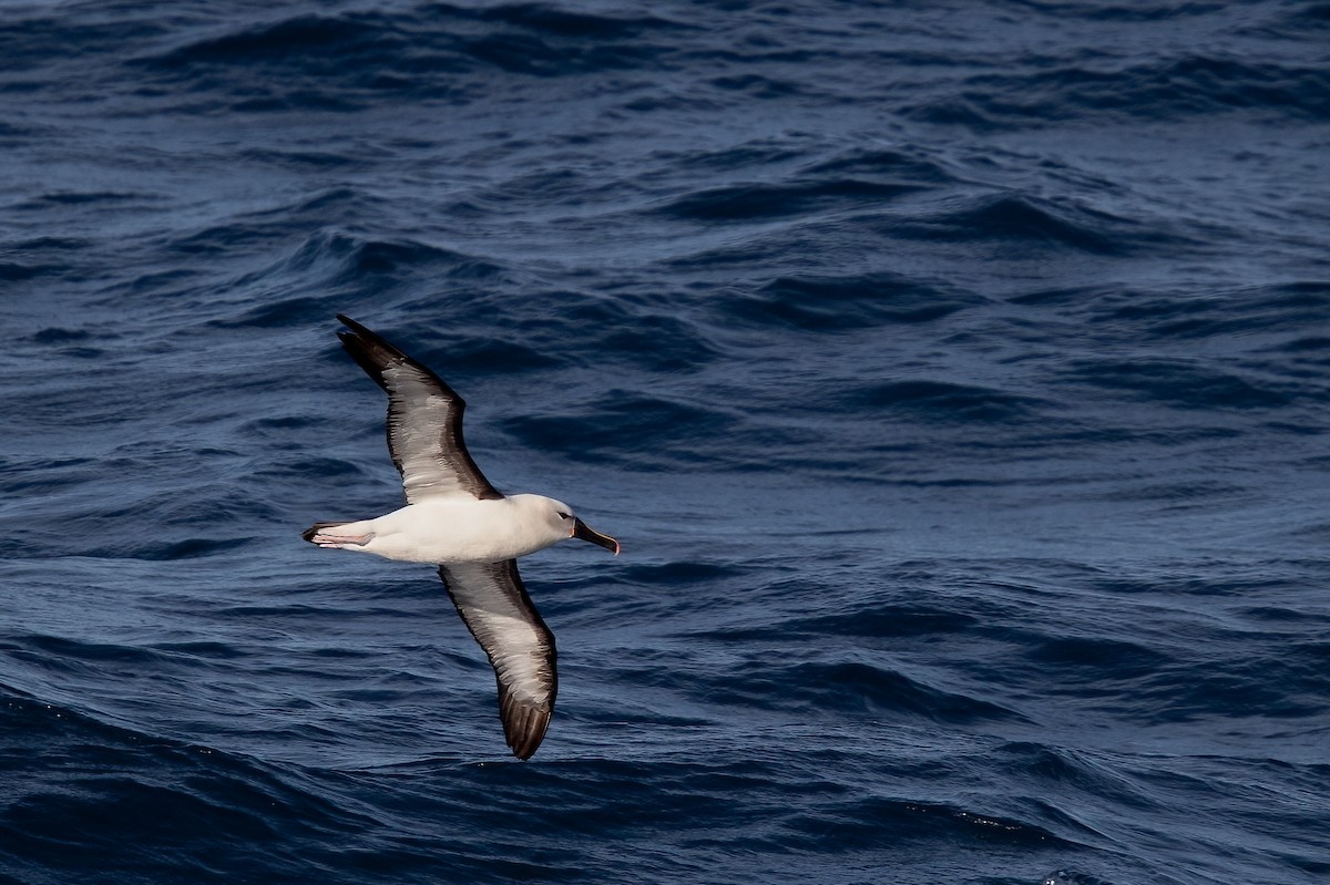 Indian Yellow-nosed Albatross - ML622129730