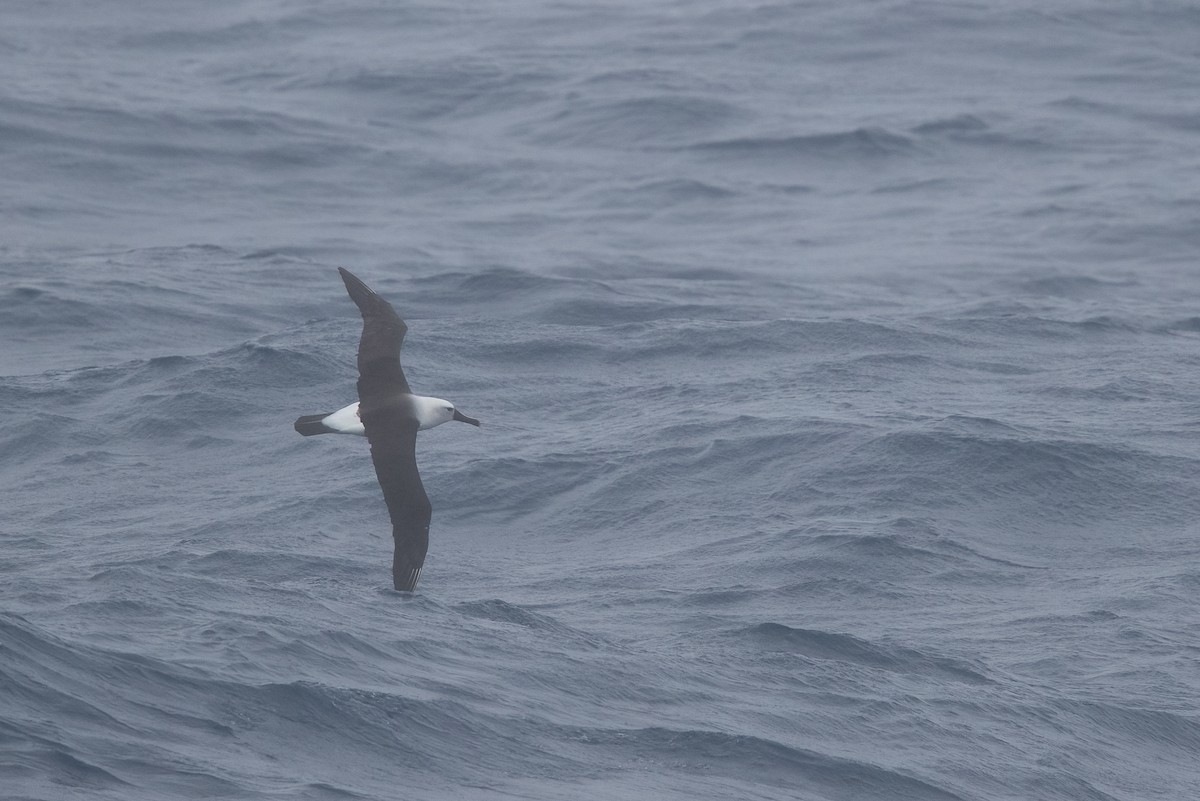 Indian Yellow-nosed Albatross - ML622129731