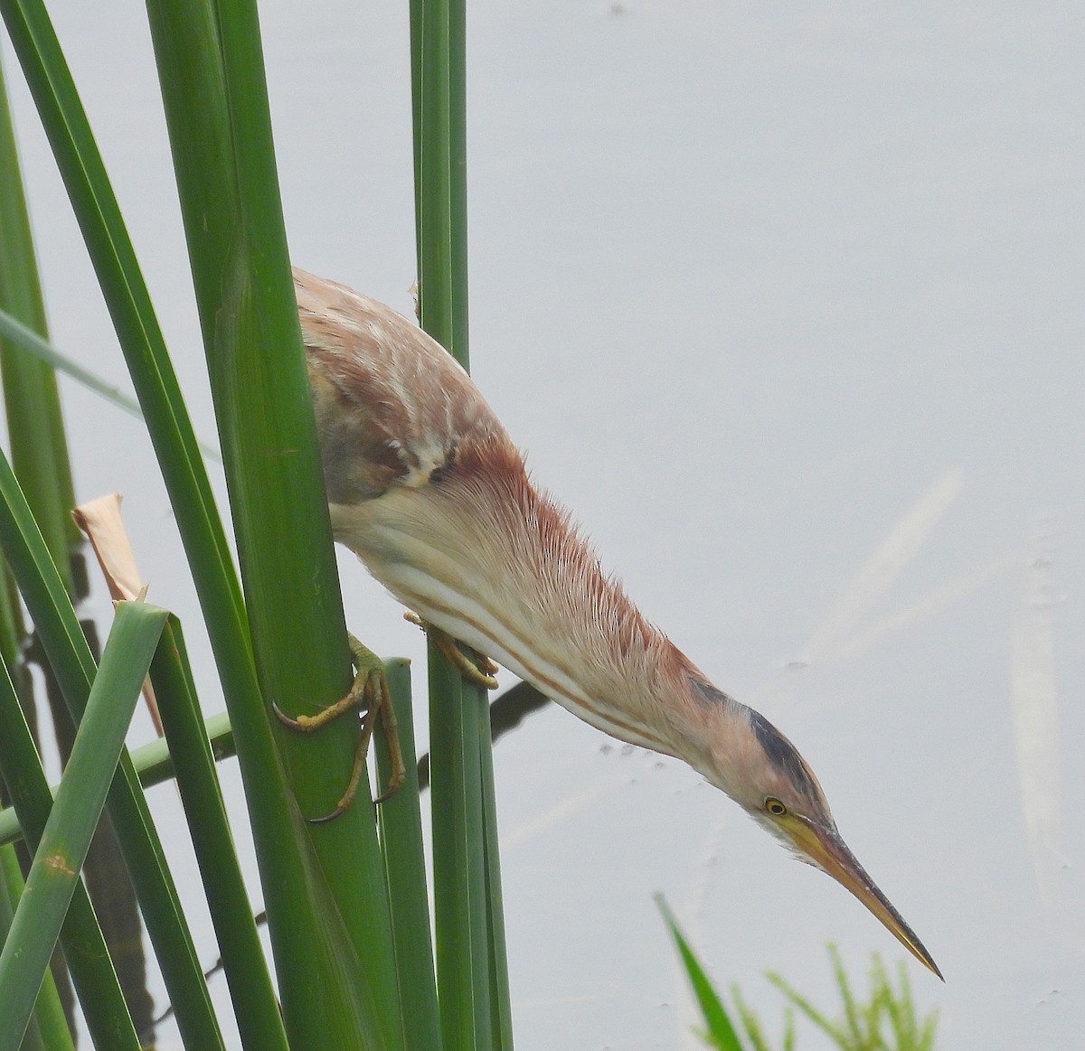 Yellow Bittern - ML622129732