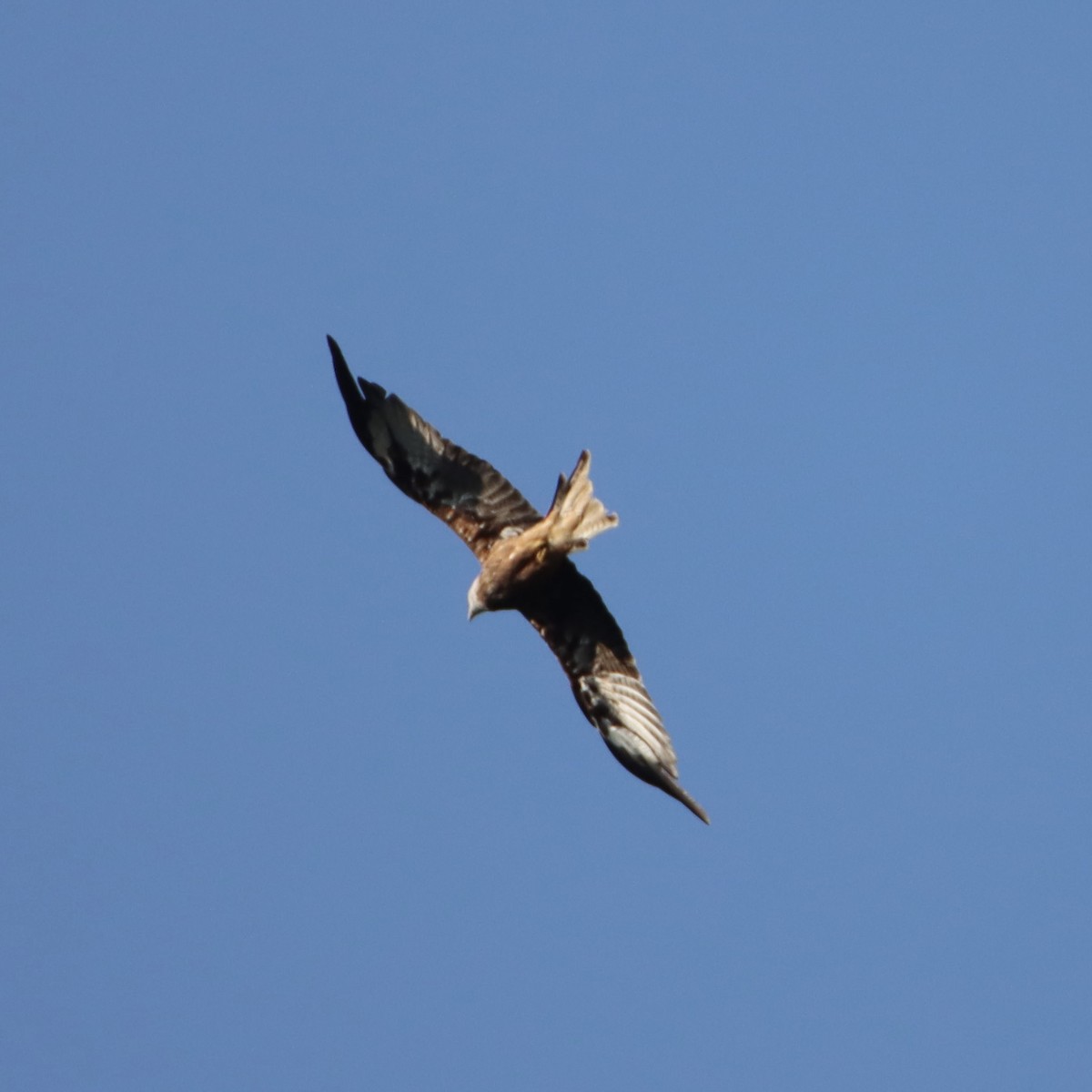 Red Kite - ML622129734