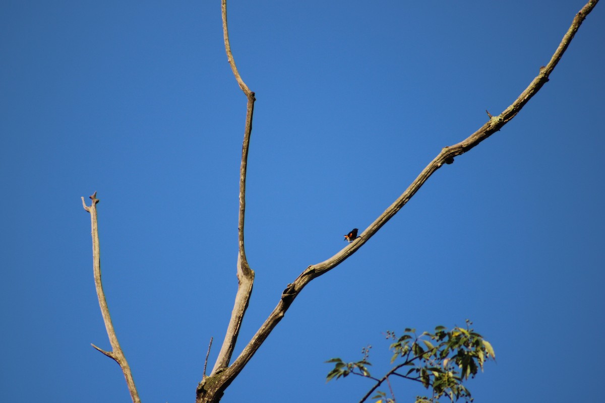 American Redstart - ML622129735