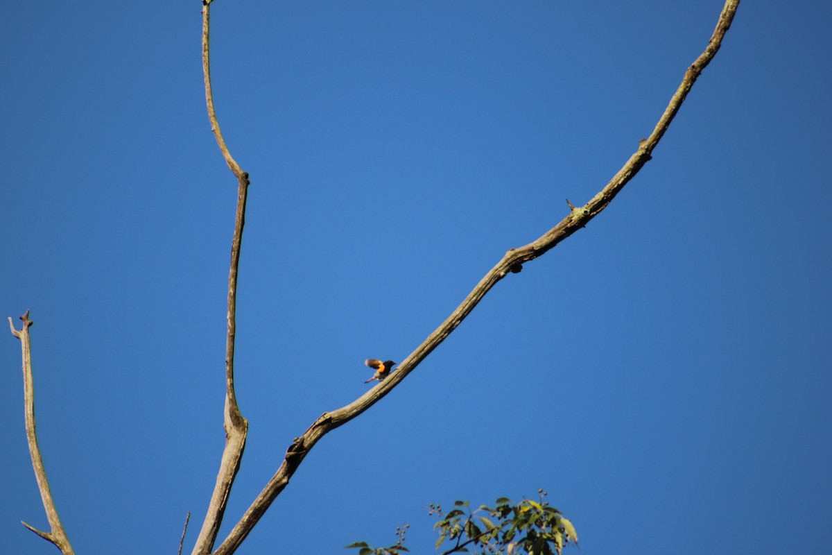 American Redstart - ML622129736