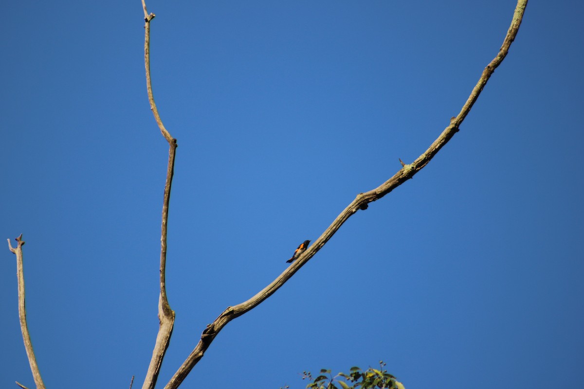 American Redstart - ML622129737