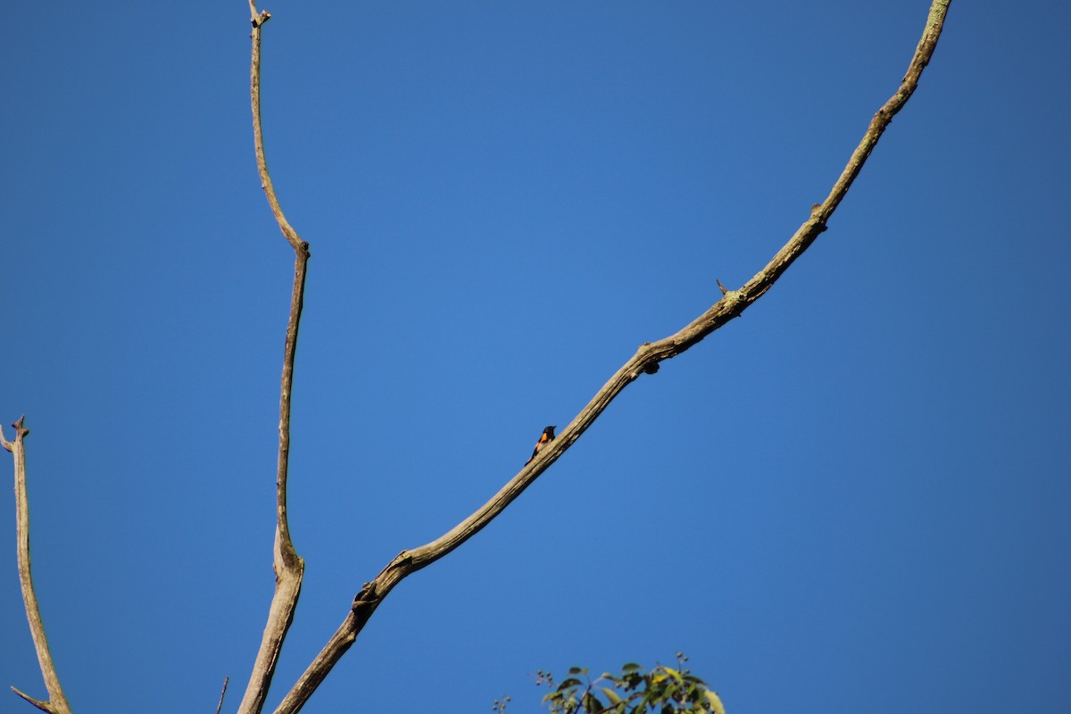 American Redstart - ML622129738