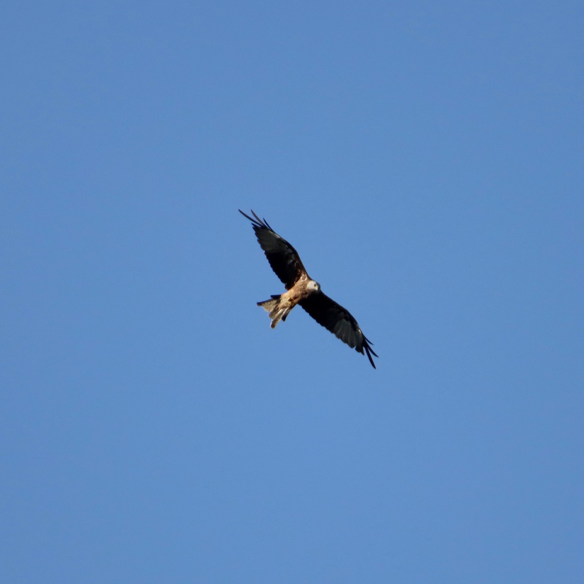 Red Kite - ML622129741