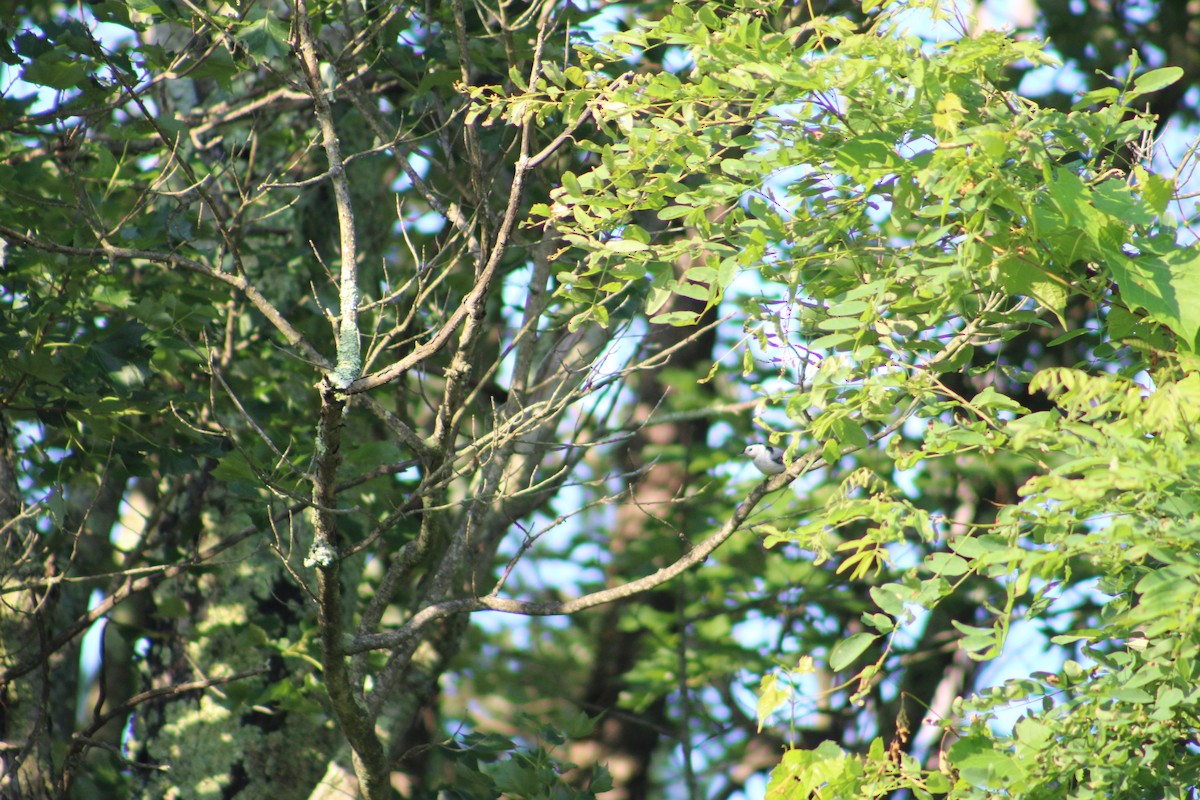 White-breasted Nuthatch (Eastern) - ML622129742