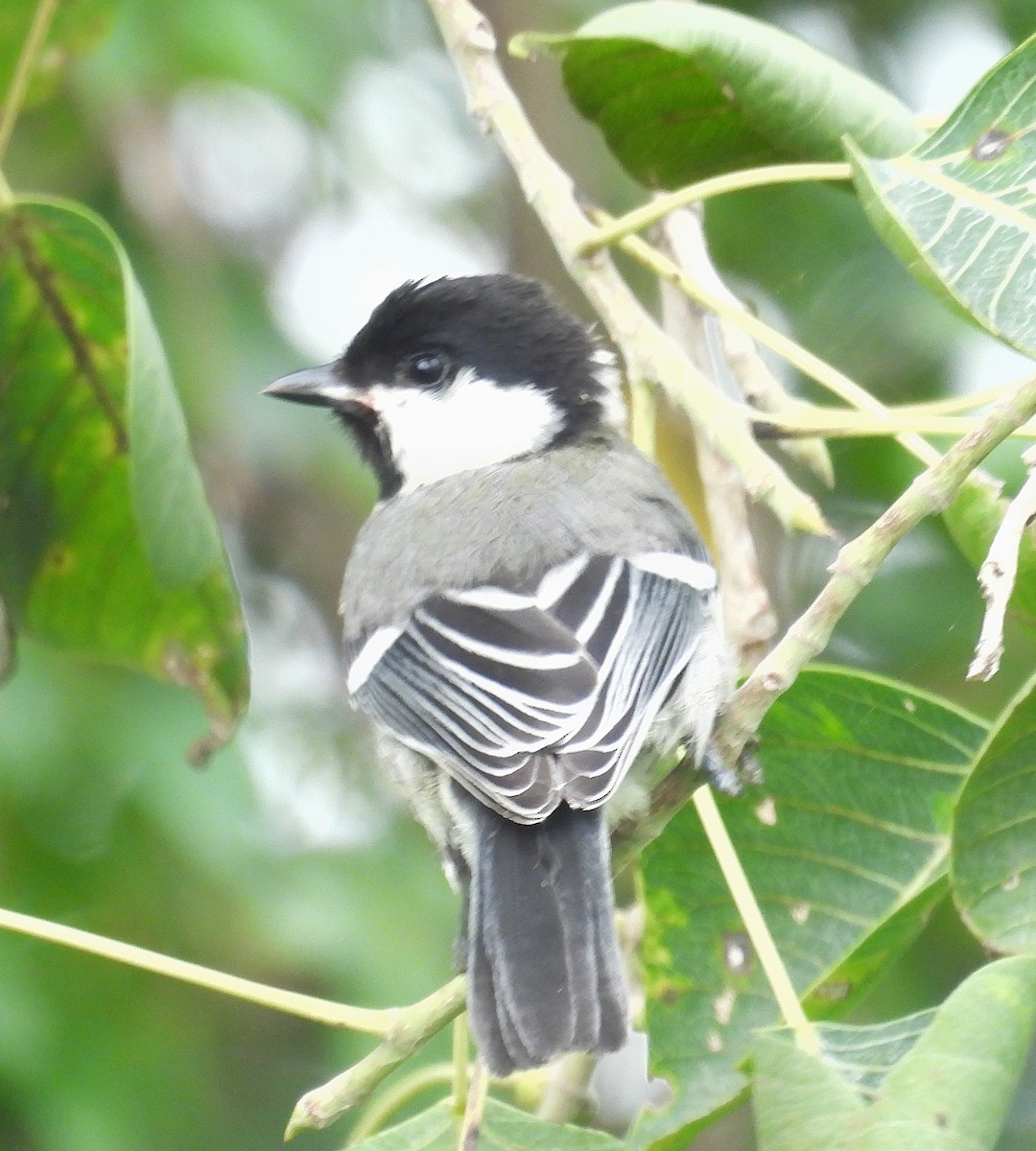 Cinereous Tit - ML622129744