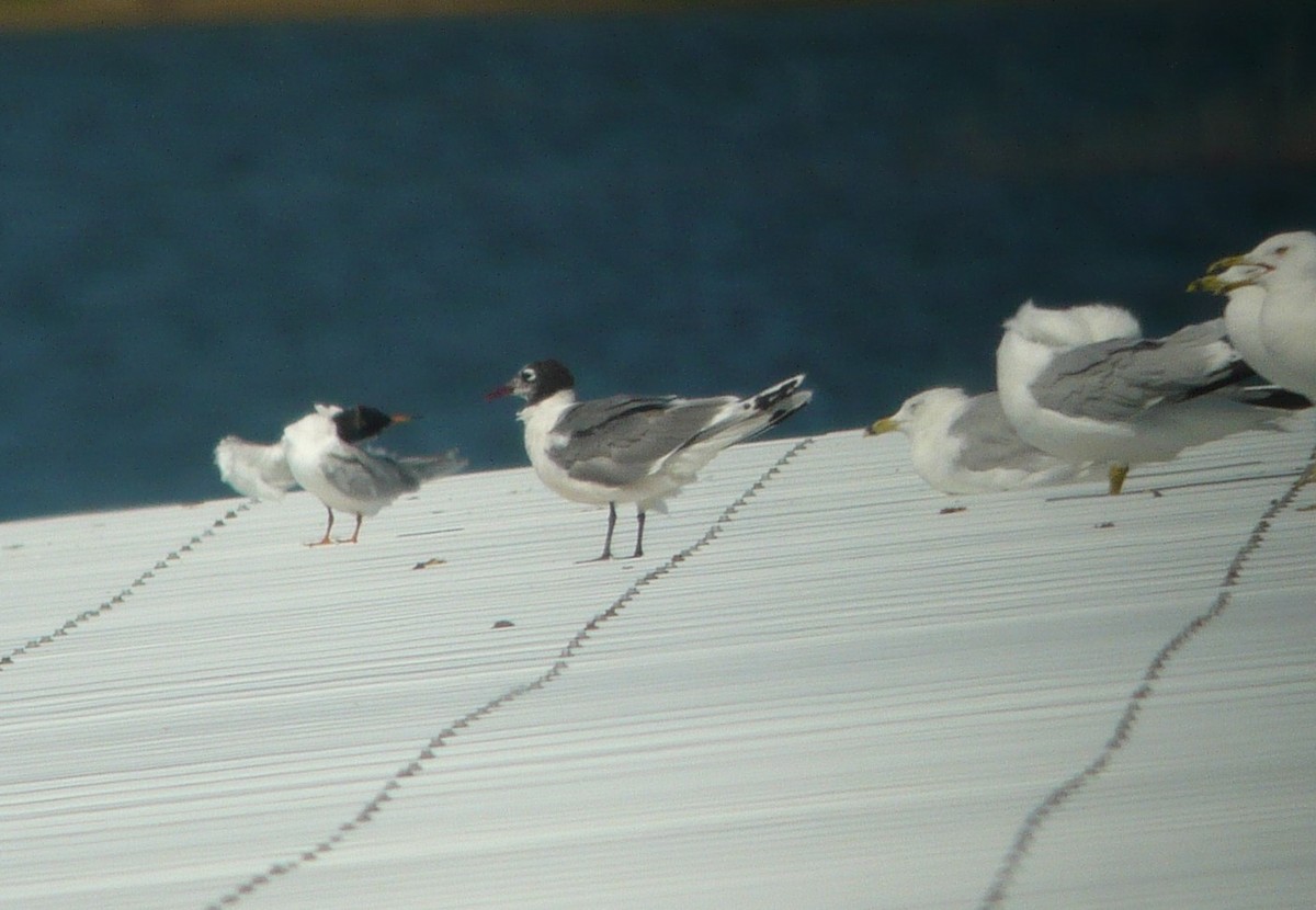 Franklin's Gull - ML622129746