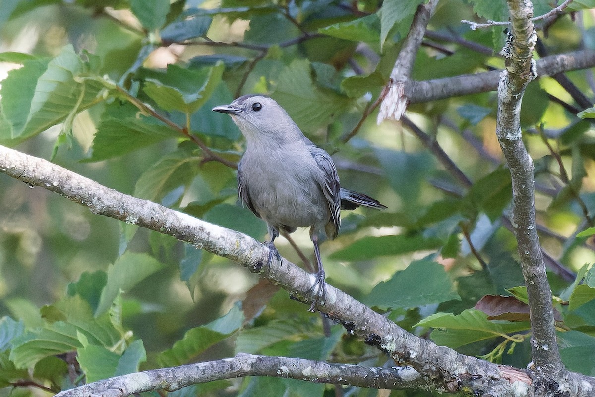 Gray Catbird - ML622129755