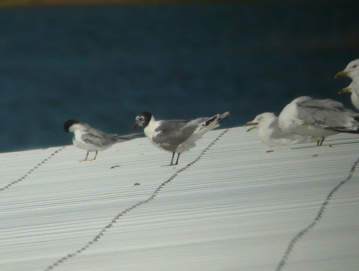 Franklin's Gull - ML622129757