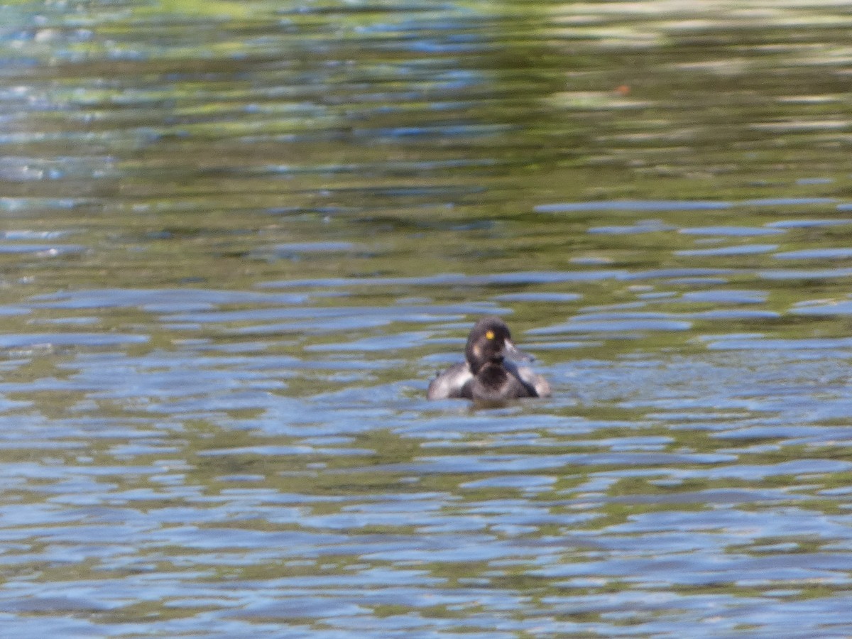 Lesser Scaup - ML622129790