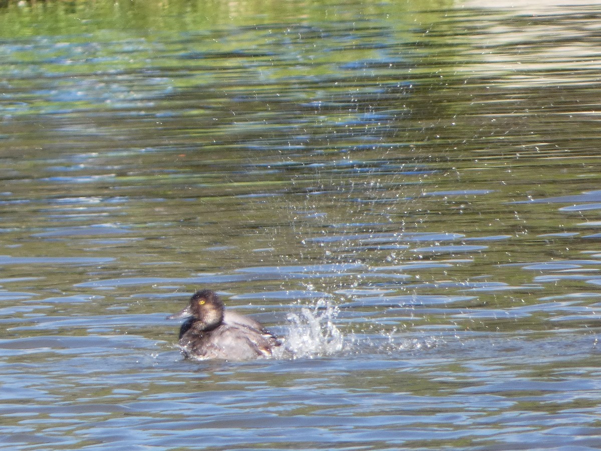 Lesser Scaup - ML622129791