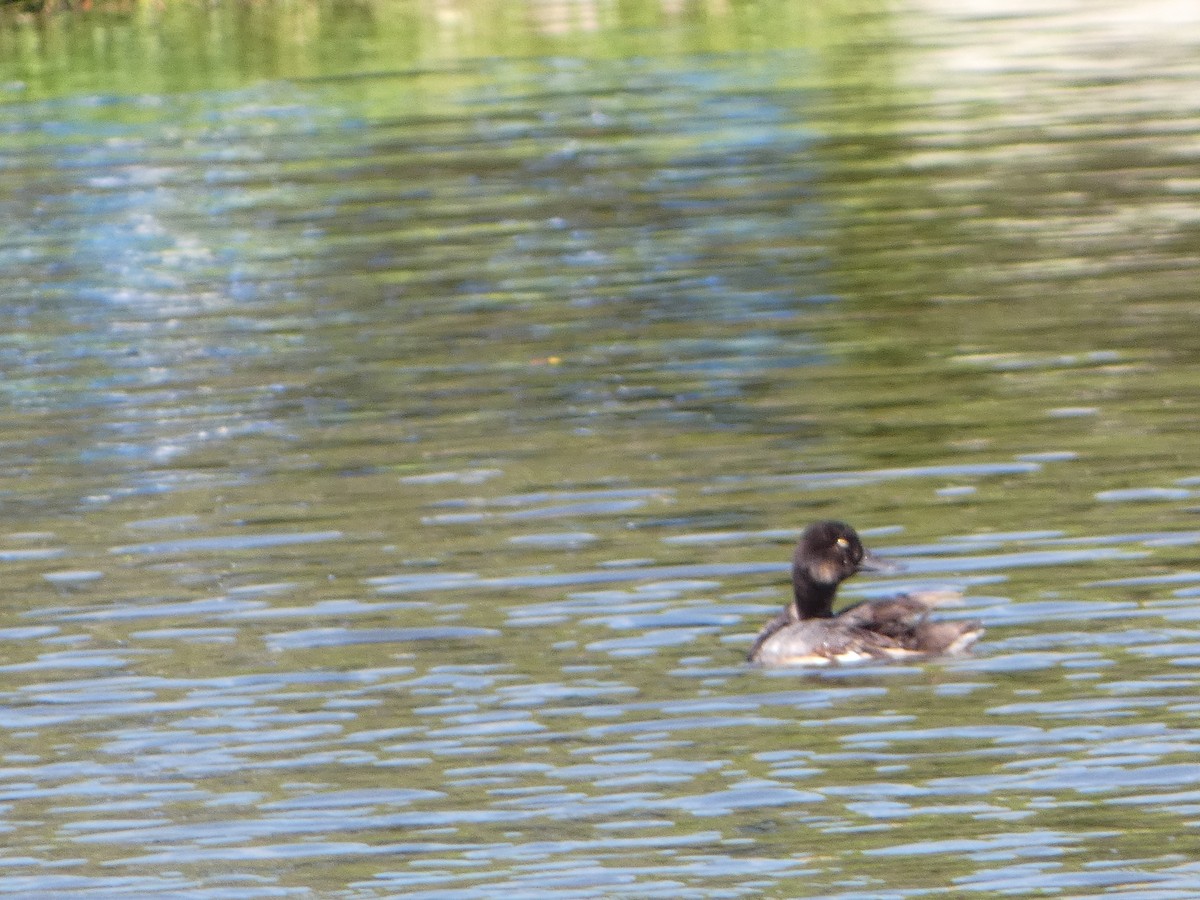 Lesser Scaup - ML622129792