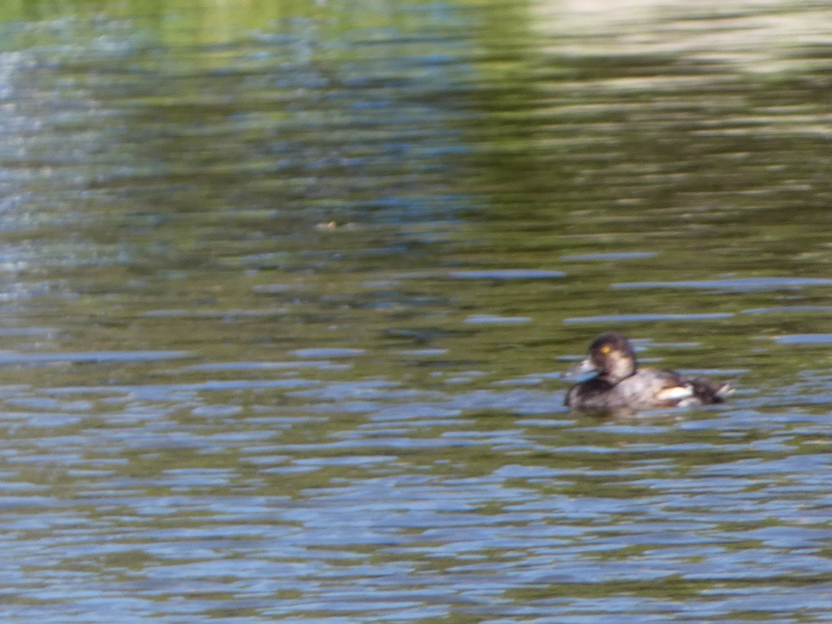 Lesser Scaup - ML622129793