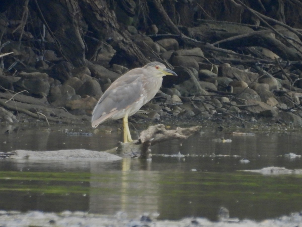 Black-crowned Night Heron - ML622129807