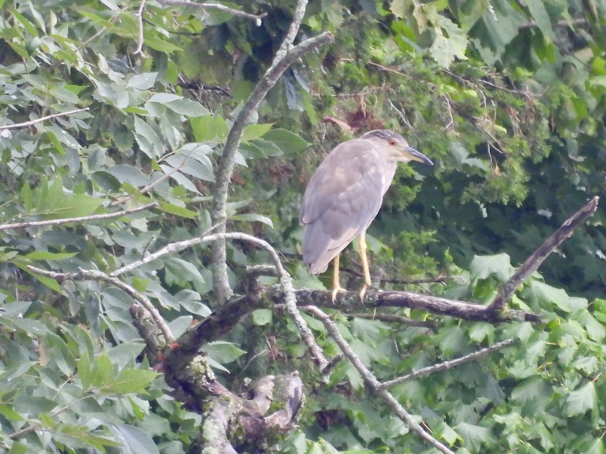 Black-crowned Night Heron - ML622129808