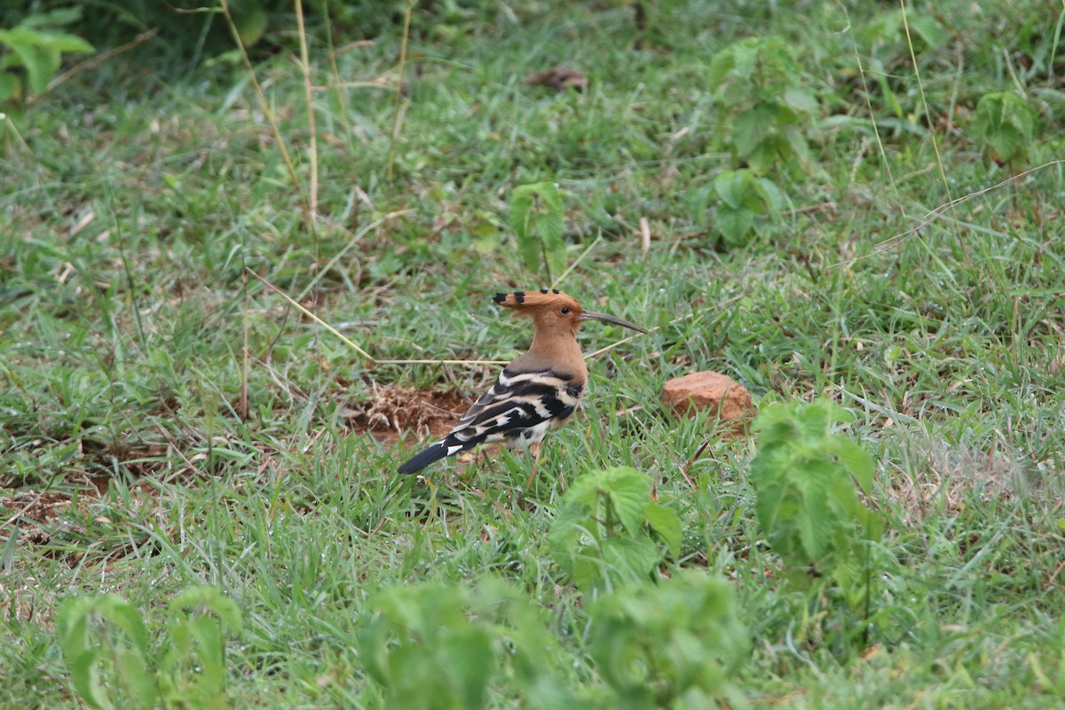 Eurasian Hoopoe - ML622129813