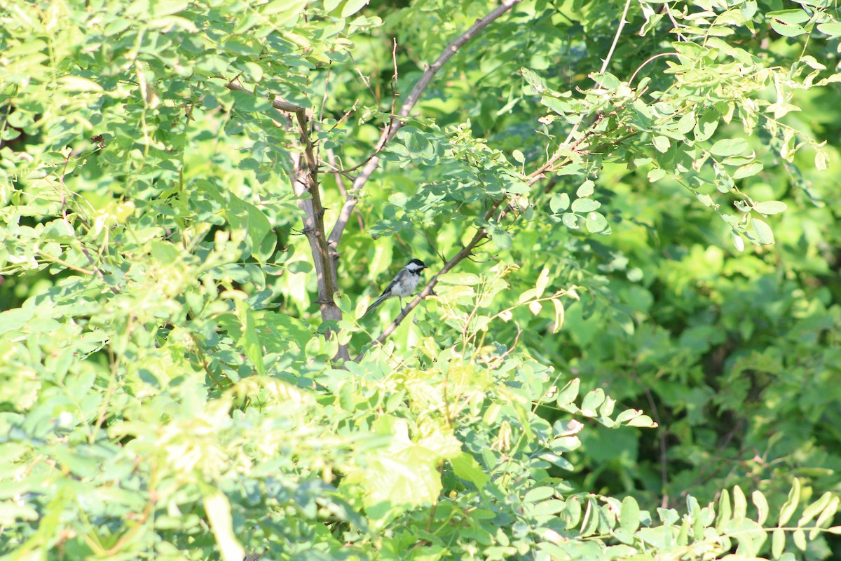 Black-capped Chickadee - Justin Leahy