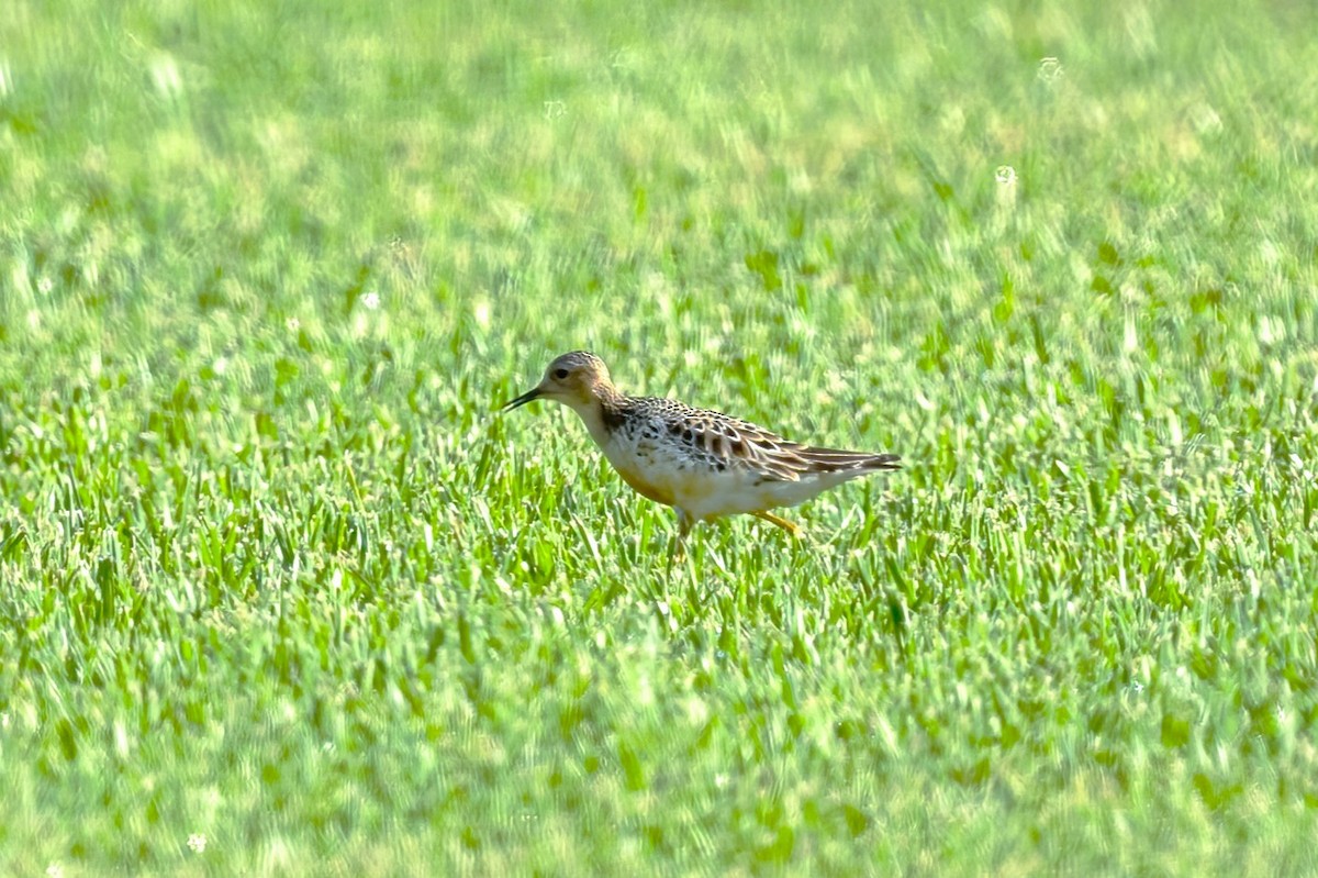 Buff-breasted Sandpiper - ML622129863