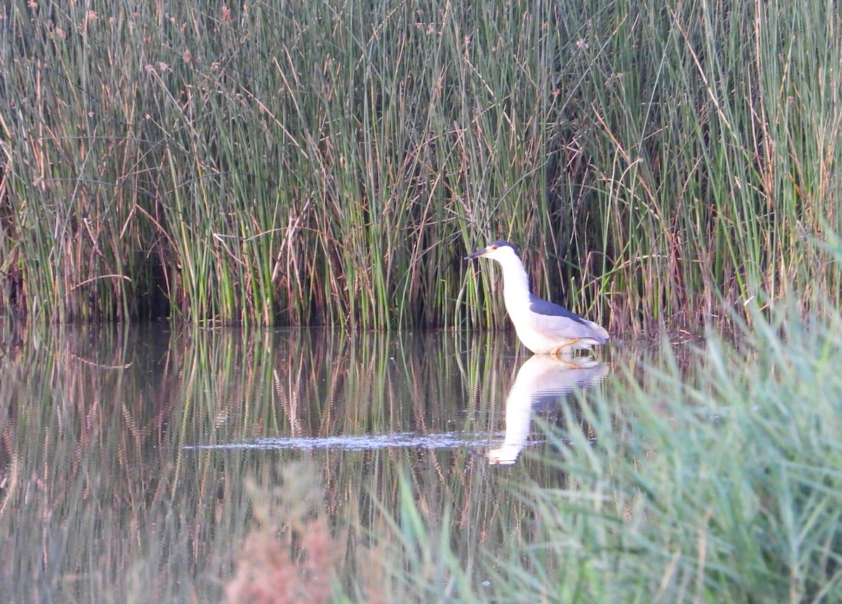 Black-crowned Night Heron - ML622129883