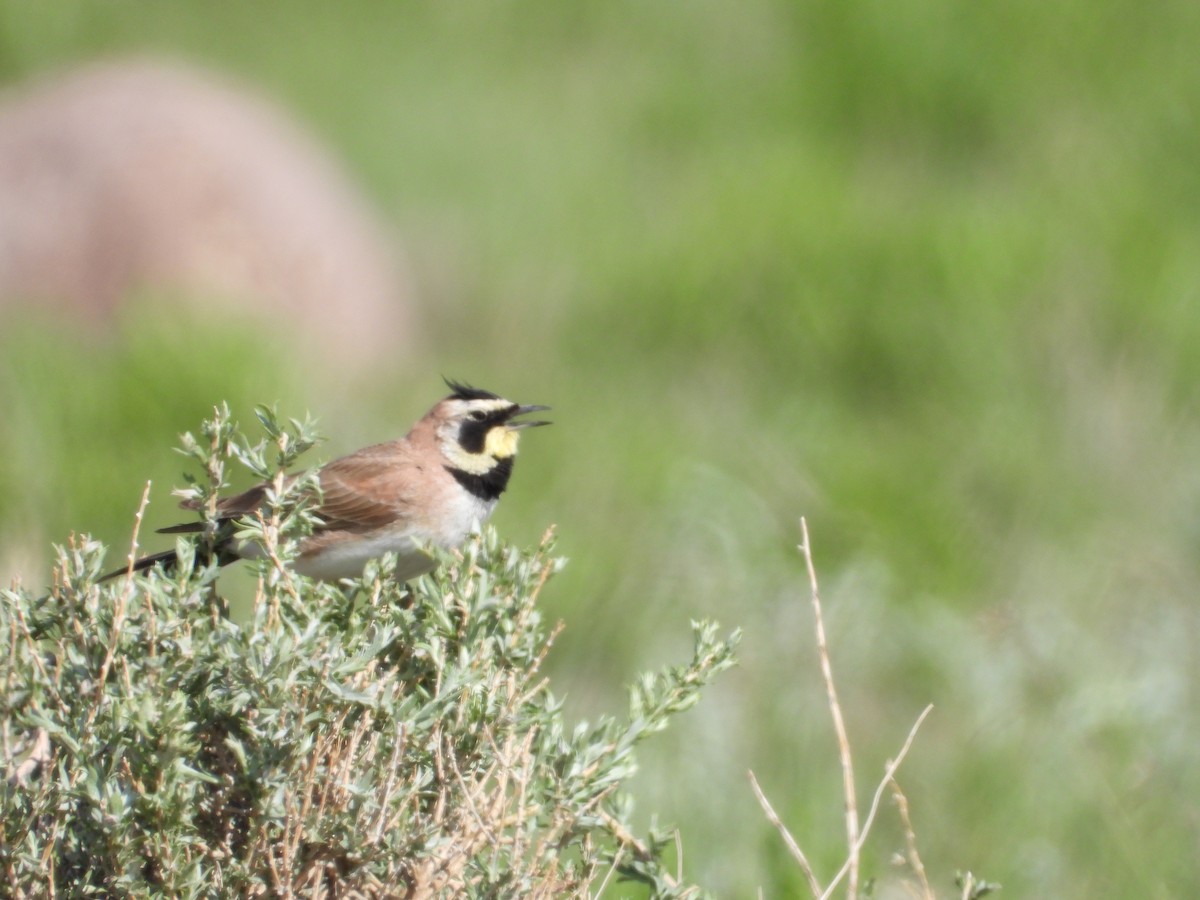 Horned Lark - John Hurd